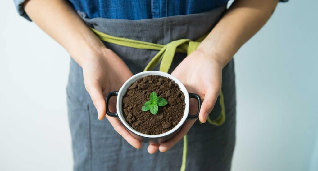 marc de cafe et plantes