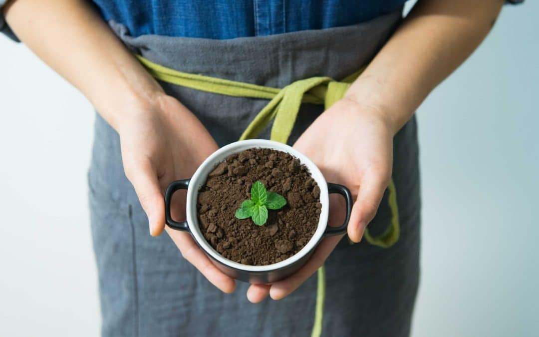 marc de cafe et plantes