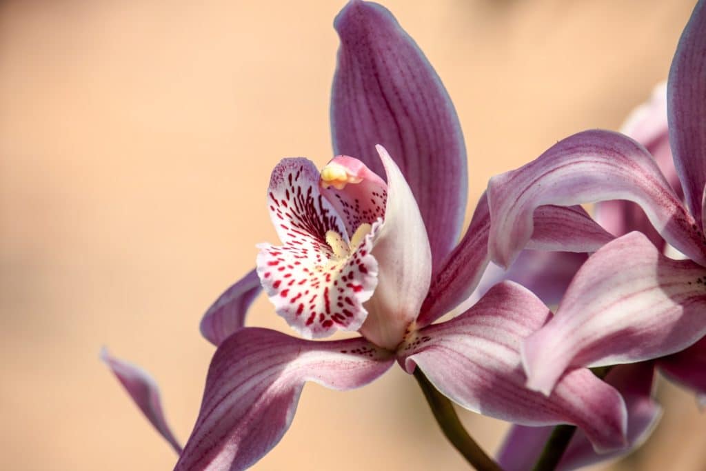 orchidée