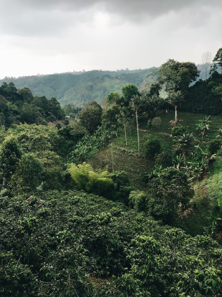 production de café en Colombie