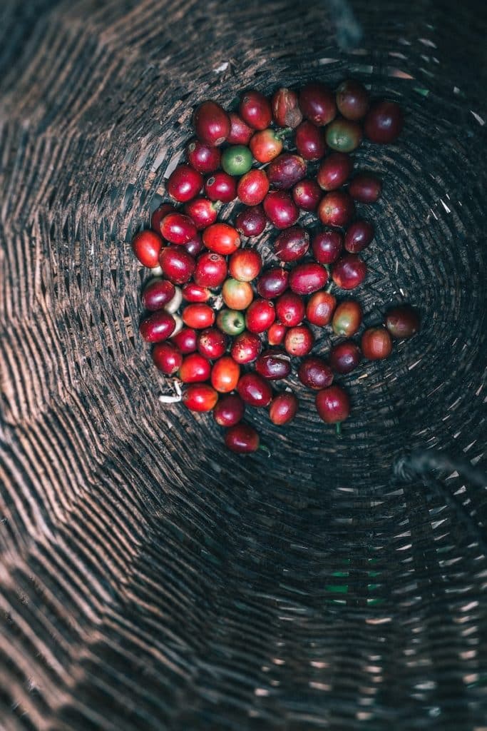 grains de café frais